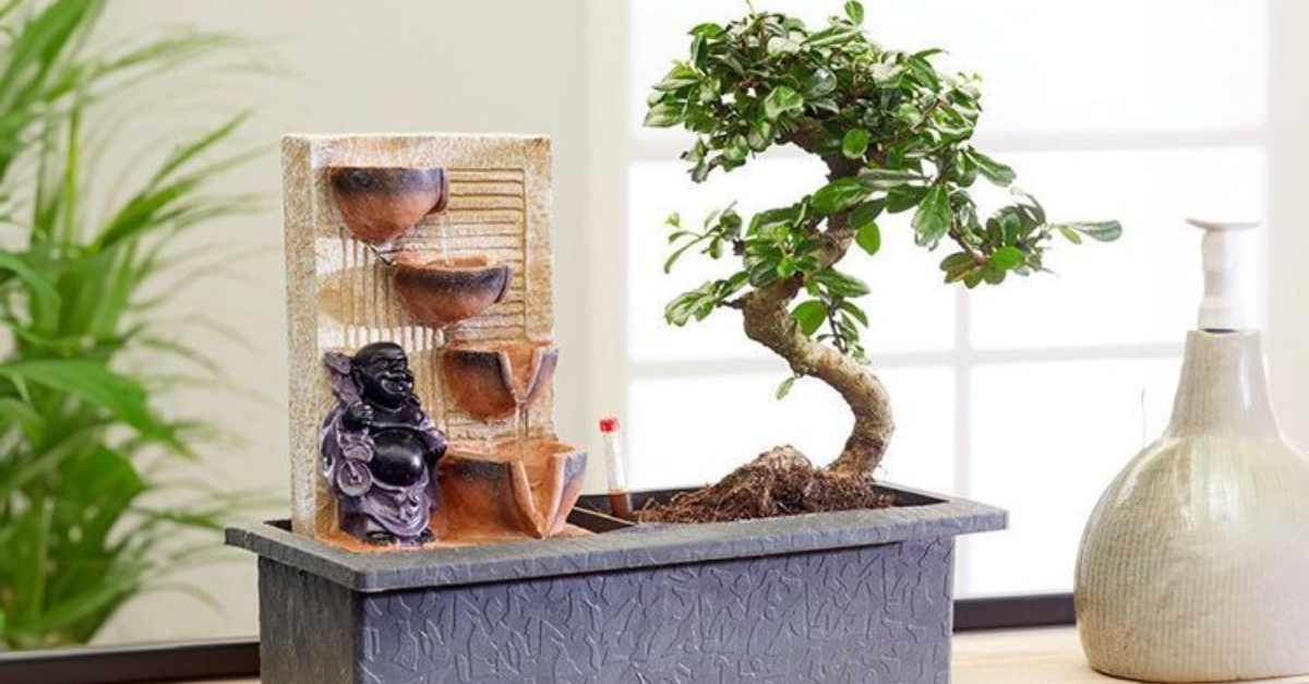 Bonsai Tree Kit for Beginners – Grow 5 Japanese Bonsai Trees